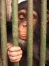 Western Chimpanzee (<em>Pan troglodytes verus</em>) juv., Abidjan Zoo, CÔTE D’IVOIRE (IVORY COAST)